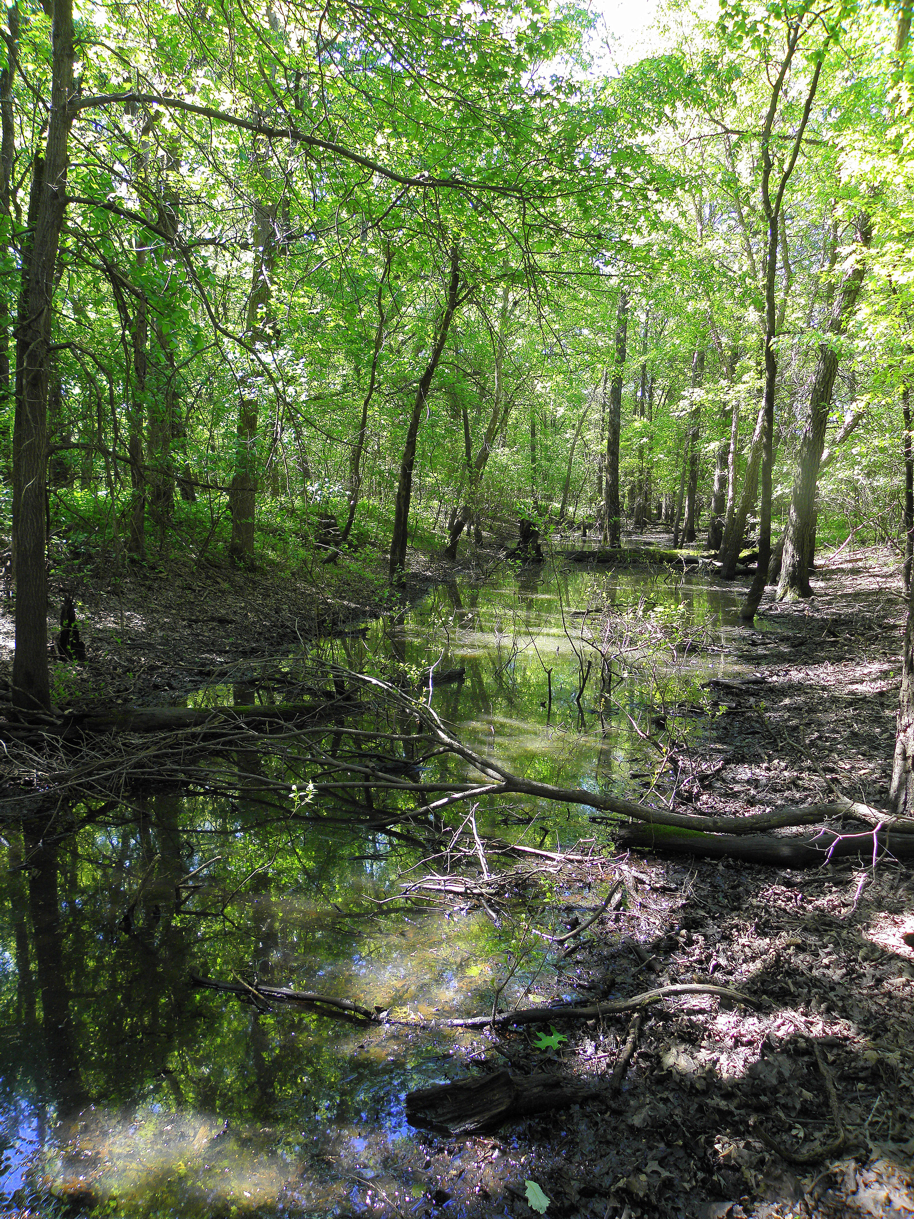 Swamp White Oak Preserve